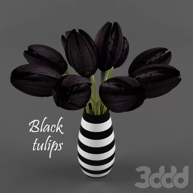 Black tulips – 208325