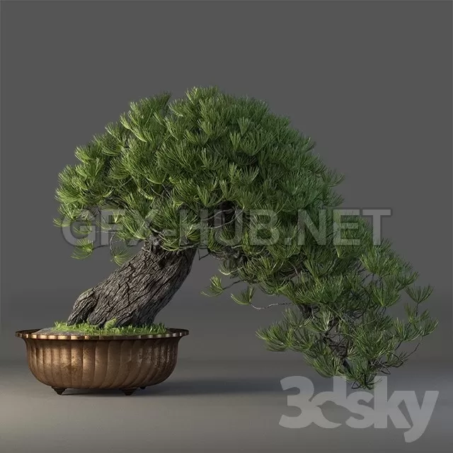 Bonsai 3D Model – 208655