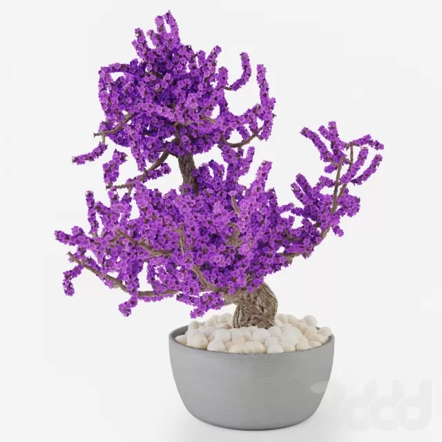 Bonsai A – 208657
