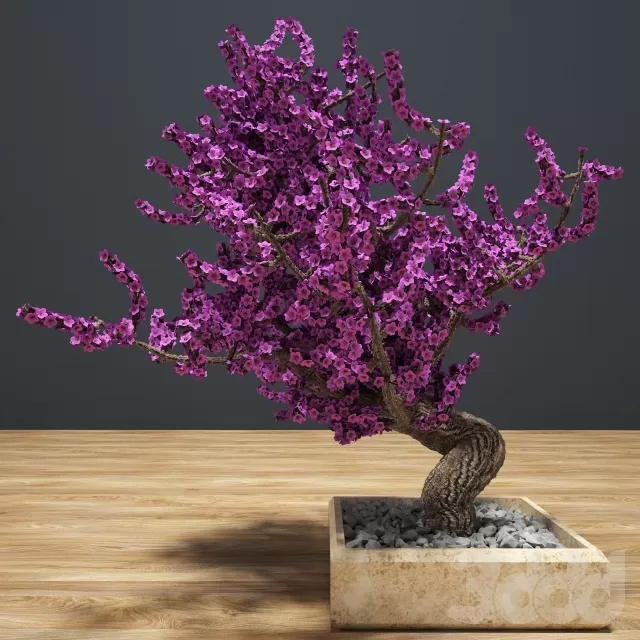 Bonsai D – 208663