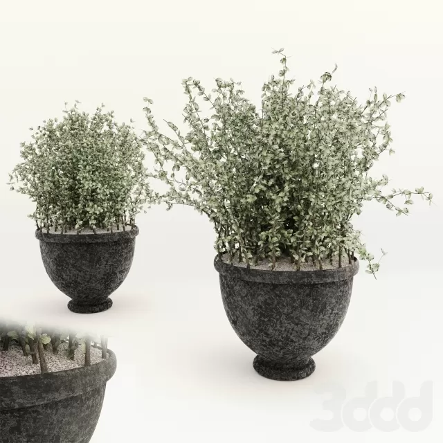 Bush in a pot – 209103