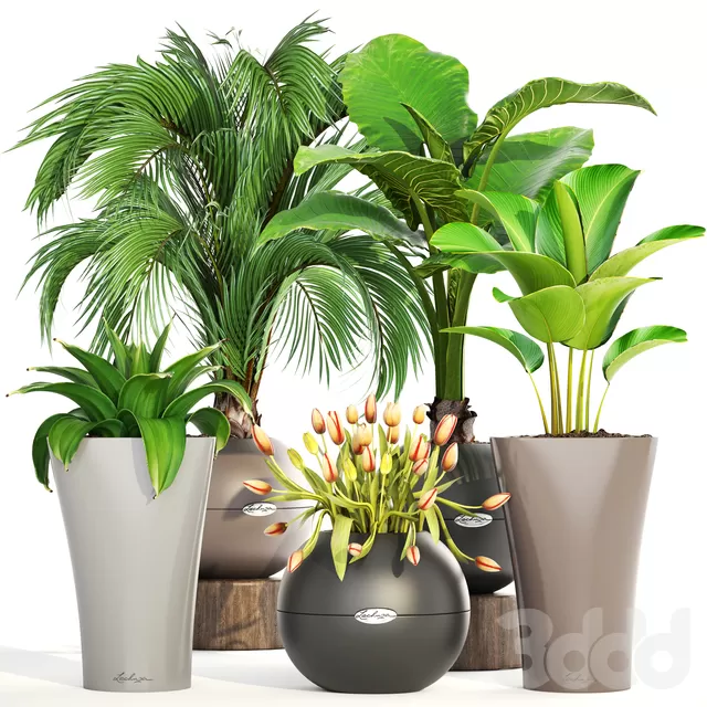 PLANT 3D MODELS – FLOWER 3D MODELS – 150