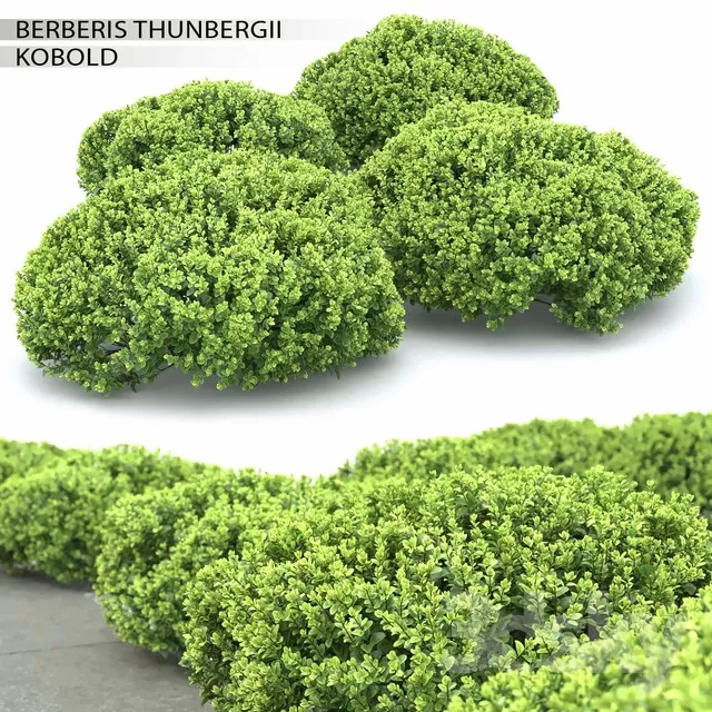 PLANT 3D MODELS – FLOWER 3D MODELS – 171