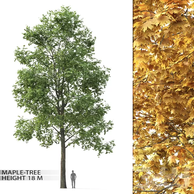 PLANT 3D MODELS – FLOWER 3D MODELS – 195