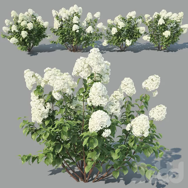 PLANT 3D MODELS – FLOWER 3D MODELS – 227