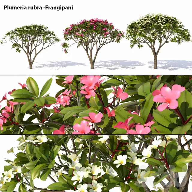 PLANT 3D MODELS – FLOWER 3D MODELS – 230