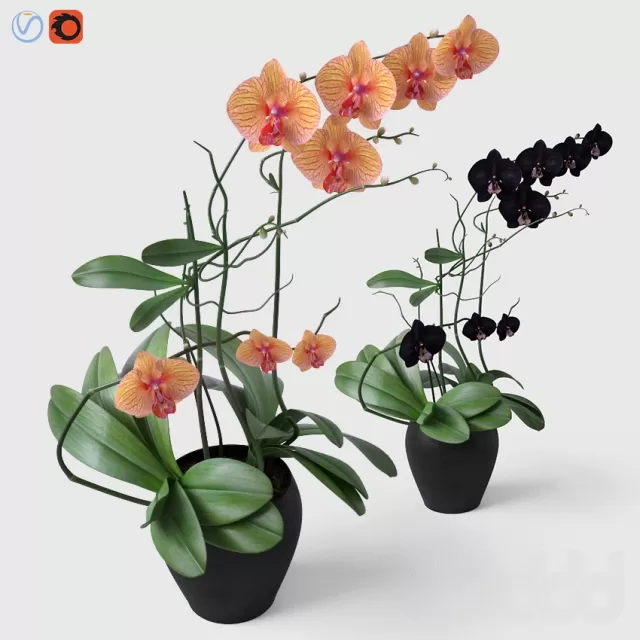 PLANT 3D MODELS – FLOWER 3D MODELS – 485