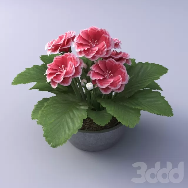 PLANT 3D MODELS – FLOWER 3D MODELS – 503