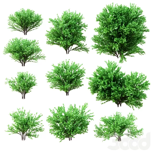 PLANT 3D MODELS – FLOWER 3D MODELS – 534
