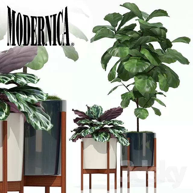 FLOWER – PLANT 3D MODELS – 171 FLOWER – PLANT 3D MODELS – 171