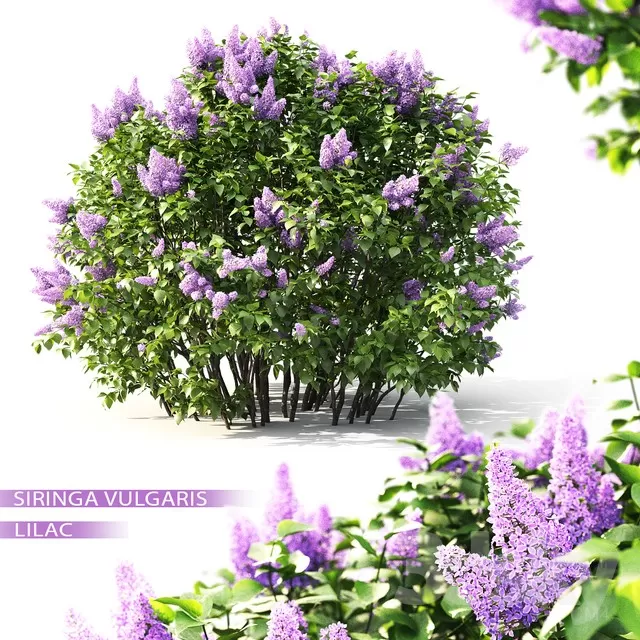 FLOWER – PLANT 3D MODELS – 244 FLOWER – PLANT 3D MODELS – 244