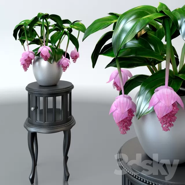 FLOWER – PLANT 3D MODELS – 391 FLOWER – PLANT 3D MODELS – 391