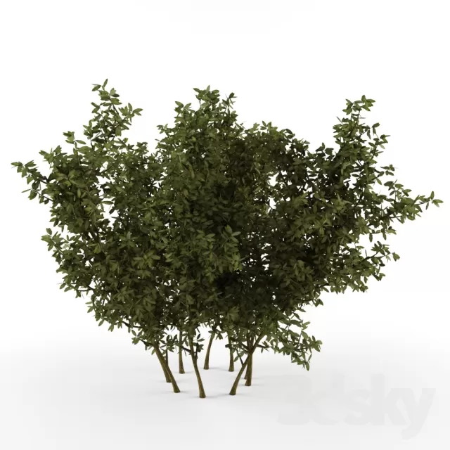 FLOWER – PLANT 3D MODELS – 425