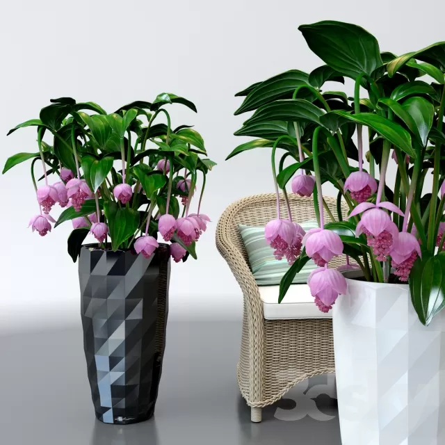 FLOWER – PLANT 3D MODELS – 431