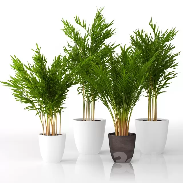 FLOWER – PLANT 3D MODELS – 513