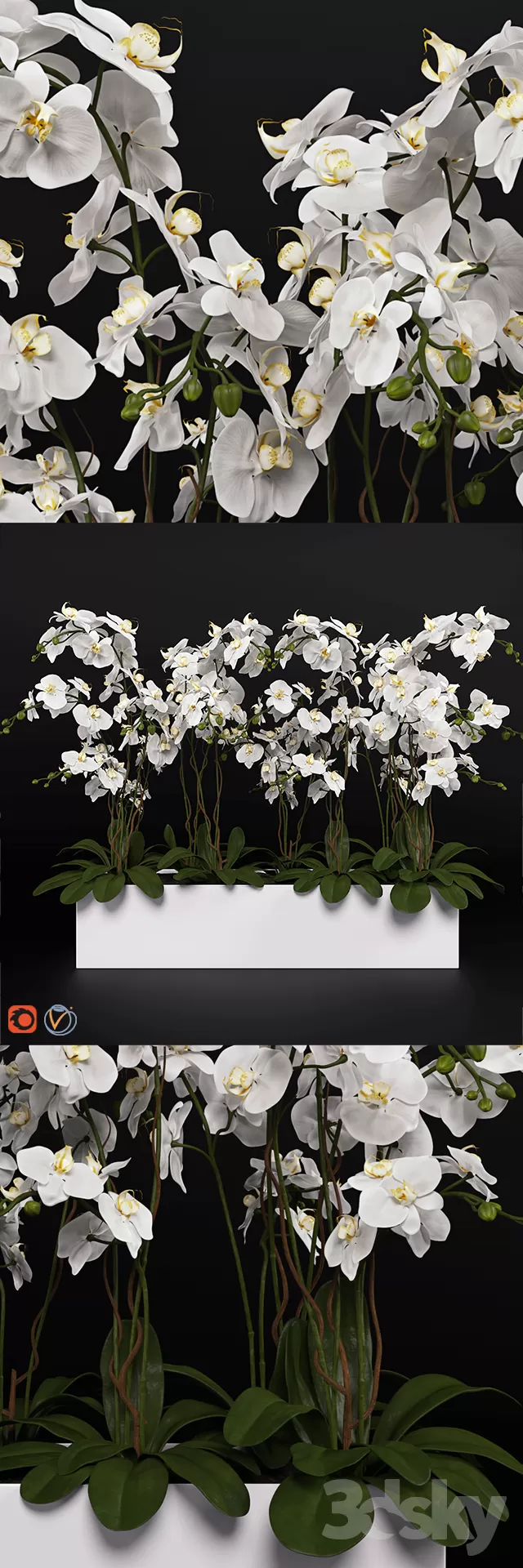 FLOWER – PLANT 3D MODELS – 561
