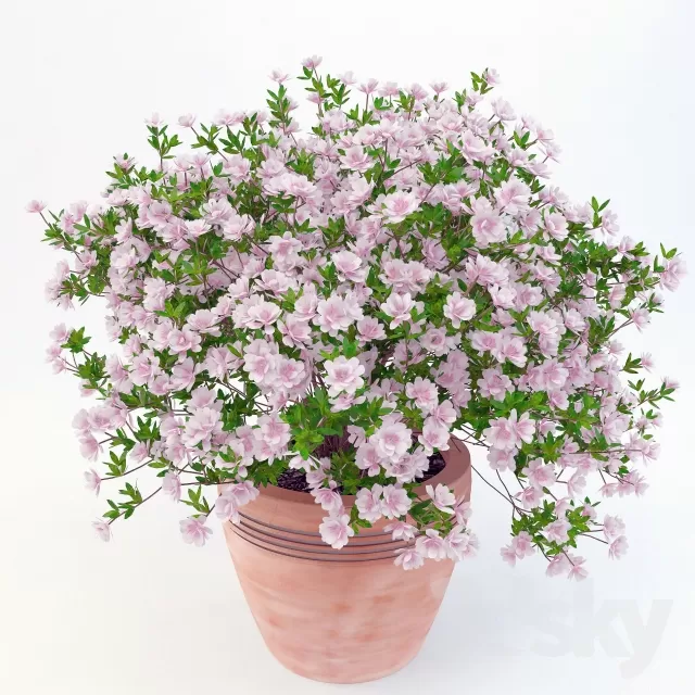 FLOWER – PLANT 3D MODELS – 616