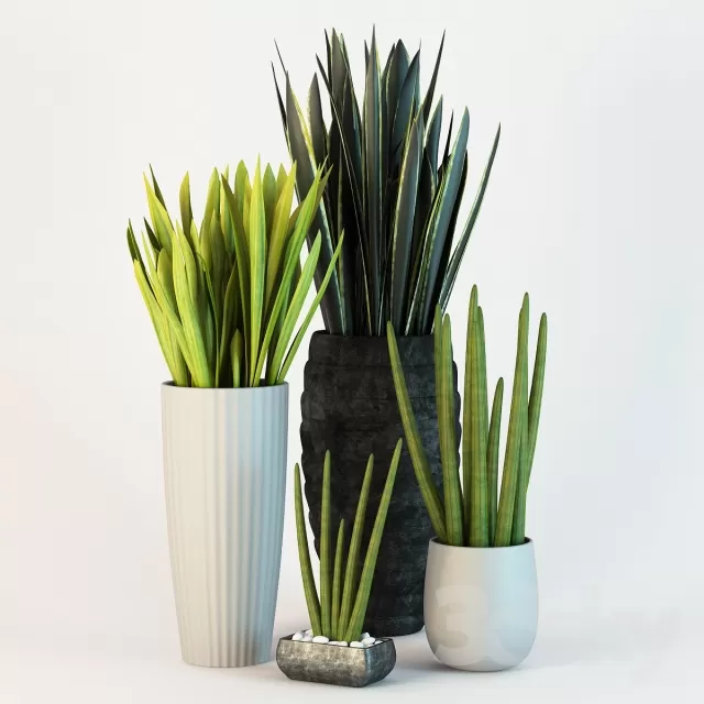 FLOWER – PLANT 3D MODELS – 638