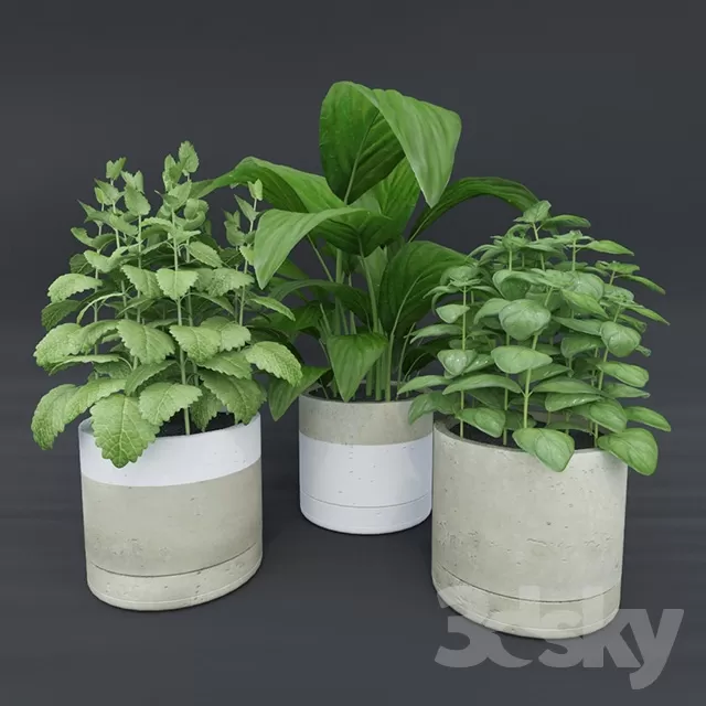 FLOWER – PLANT 3D MODELS – 675