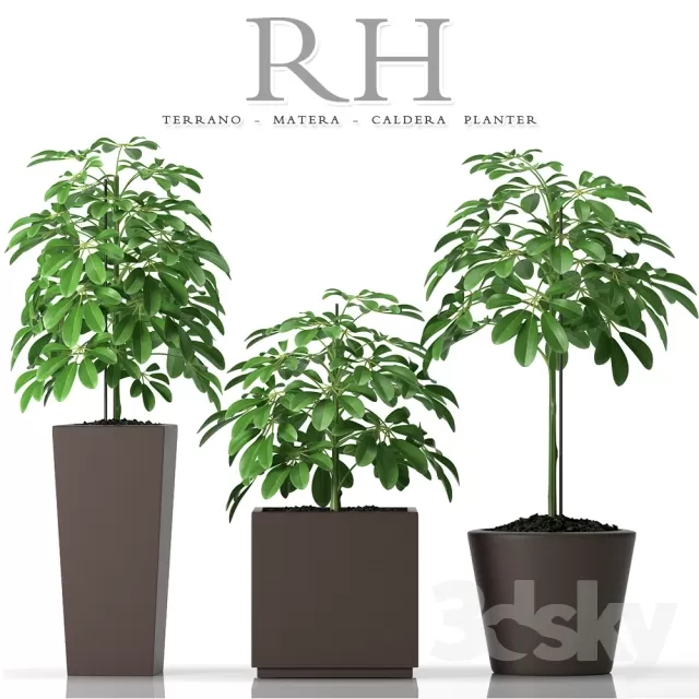 FLOWER – PLANT 3D MODELS – 702