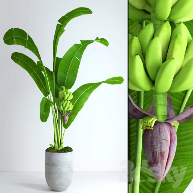 FLOWER – PLANT 3D MODELS – 737