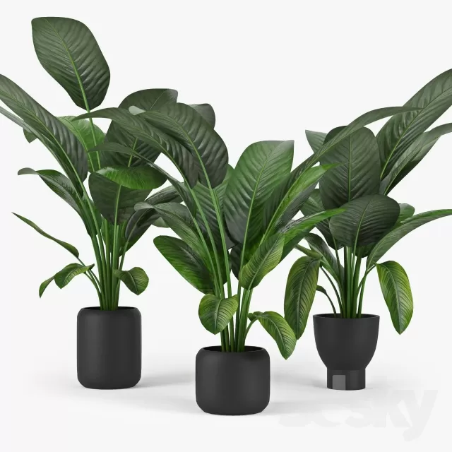 FLOWER – PLANT 3D MODELS – 876