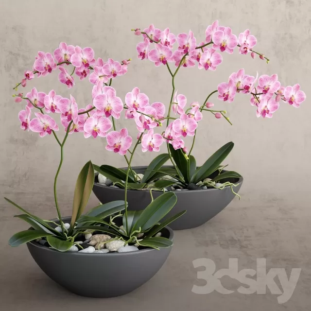 FLOWER – PLANT 3D MODELS – 996 FLOWER – PLANT 3D MODELS – 996