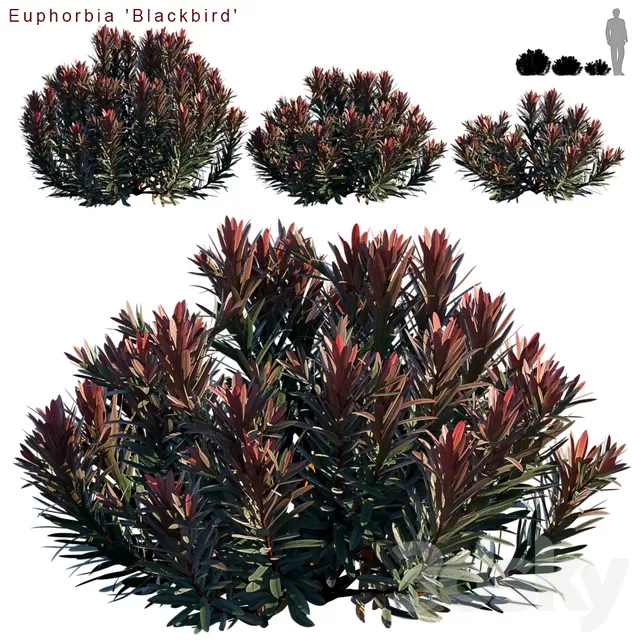 3DS SKY PRO MODELS – 032 – Euphorbia Blackbird – Cushion spurge
