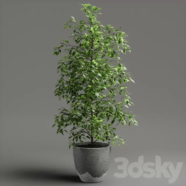 3DS SKY PRO MODELS – 033 – ficus benjamina