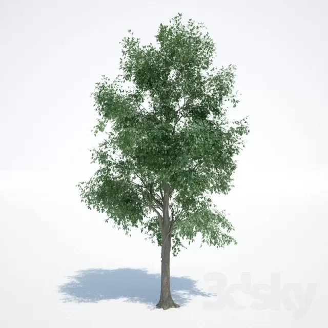 TREE 3DS MAX MODEL – 006