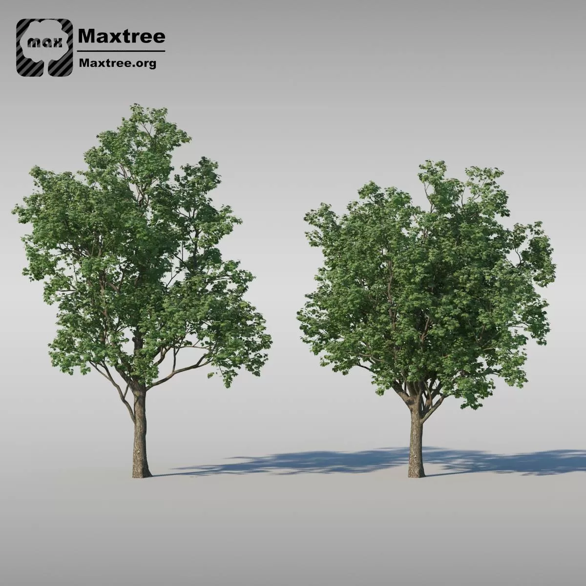 BIG TREE – 3D MODEL – 005