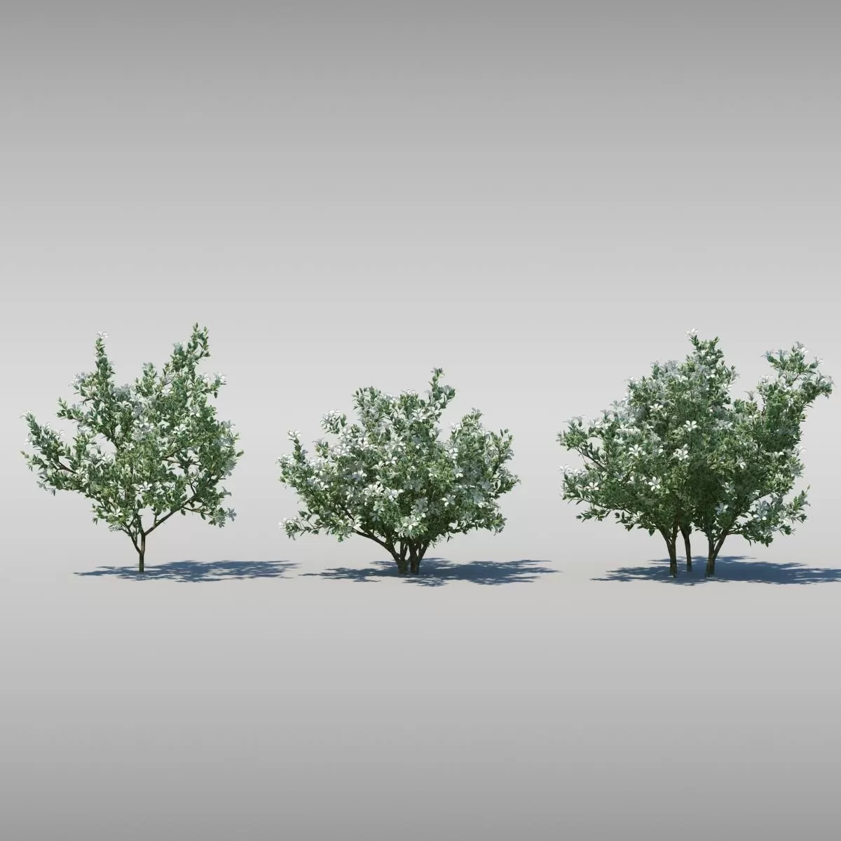 BIG TREE – 3D MODEL – 006