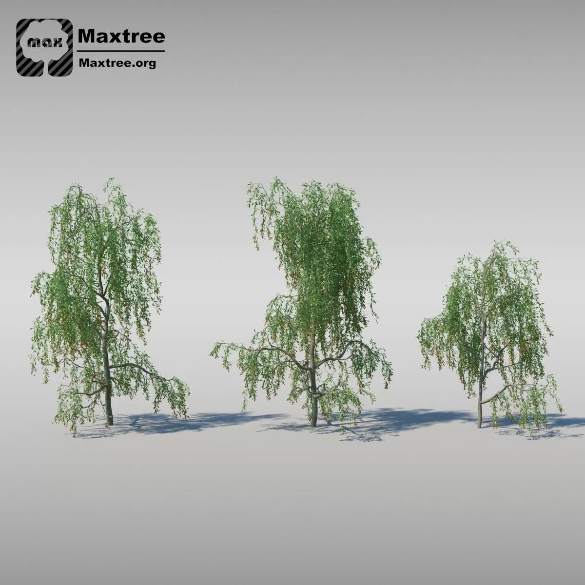 BIG TREE – 3D MODEL – 007