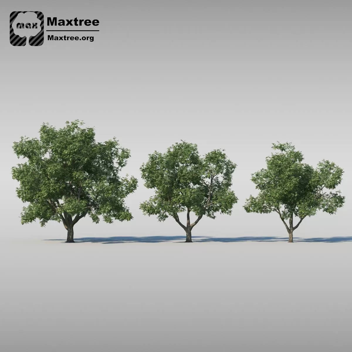 BIG TREE – 3D MODEL – 009