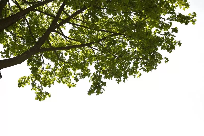 3ds Max Files – Psd File – 1 – Landscape Psd File – 2 – Plant Psd by Minh Nguyen