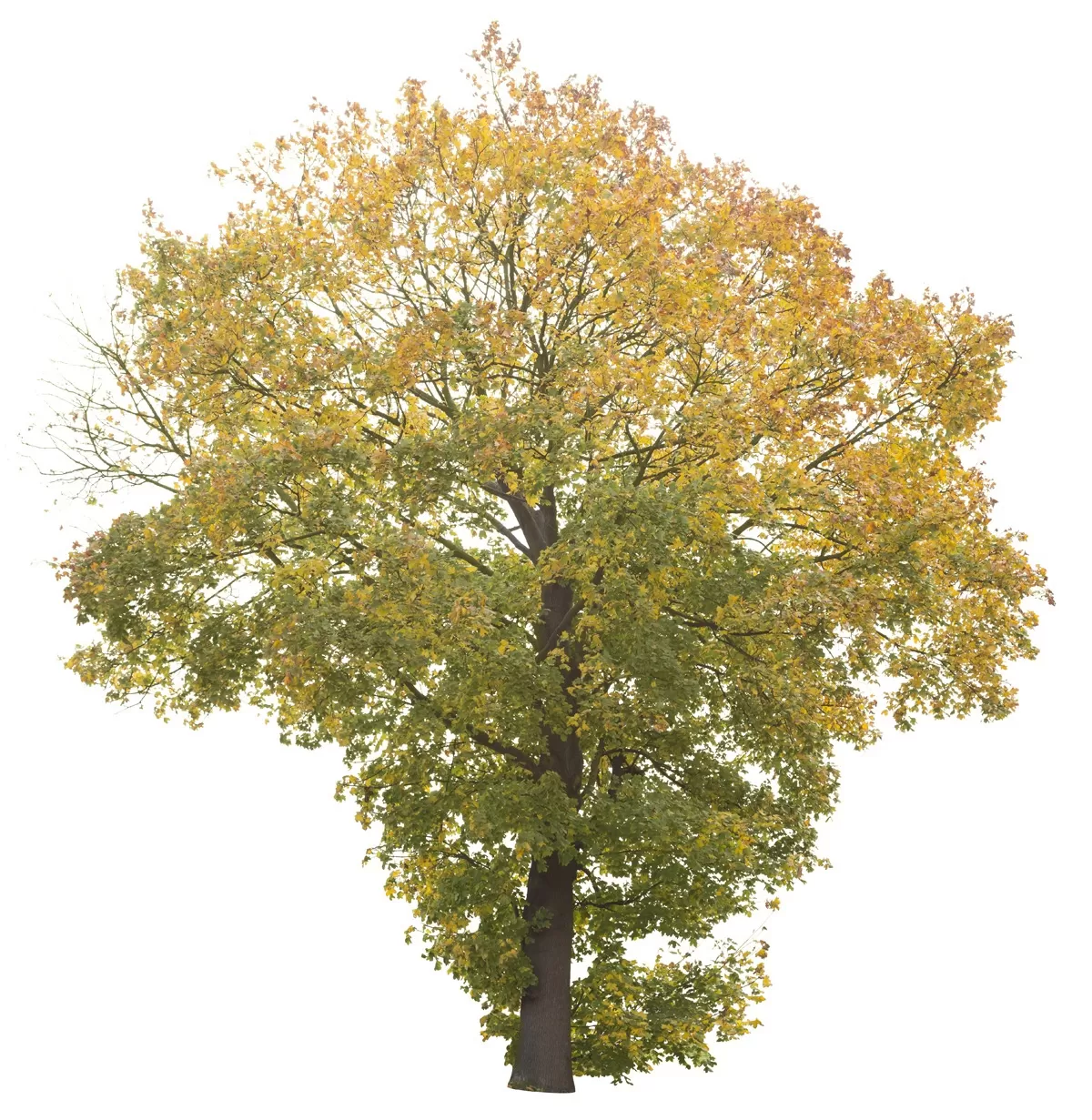 3ds Max Files – Psd File – 1 – Landscape Psd File – 3 – Plant Psd by Minh Nguyen