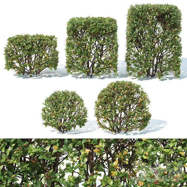 PLANTS – BUSH – 3D MODELS – FREE DOWNLOAD – 16507