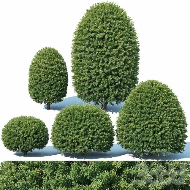 PLANTS – BUSH – 3D MODELS – FREE DOWNLOAD – 16513