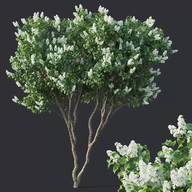 PLANTS – BUSH – 3D MODELS – FREE DOWNLOAD – 16534