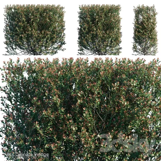 PLANTS – FITOWALL – 3D MODELS – FREE DOWNLOAD – 16549