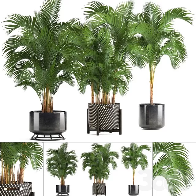PLANTS – INDOOR – 3D MODELS – FREE DOWNLOAD – 16583 PLANTS – INDOOR – 3D MODELS – FREE DOWNLOAD – 16583