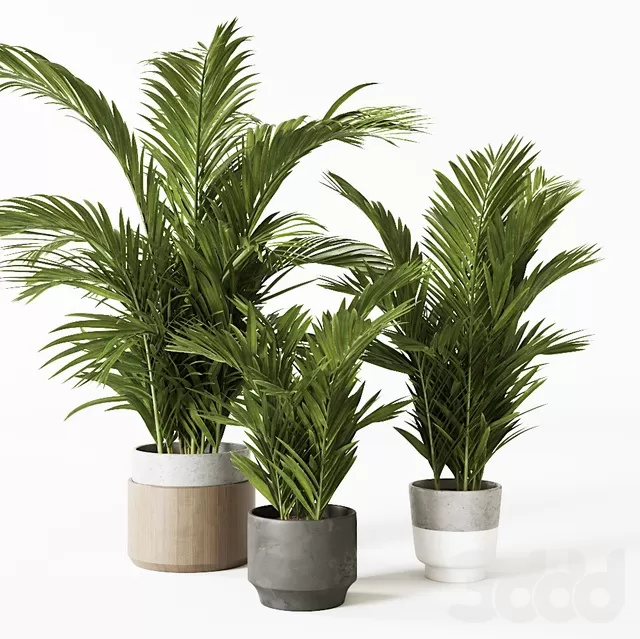 PLANTS – INDOOR – 3D MODELS – FREE DOWNLOAD – 16586 PLANTS – INDOOR – 3D MODELS – FREE DOWNLOAD – 16586