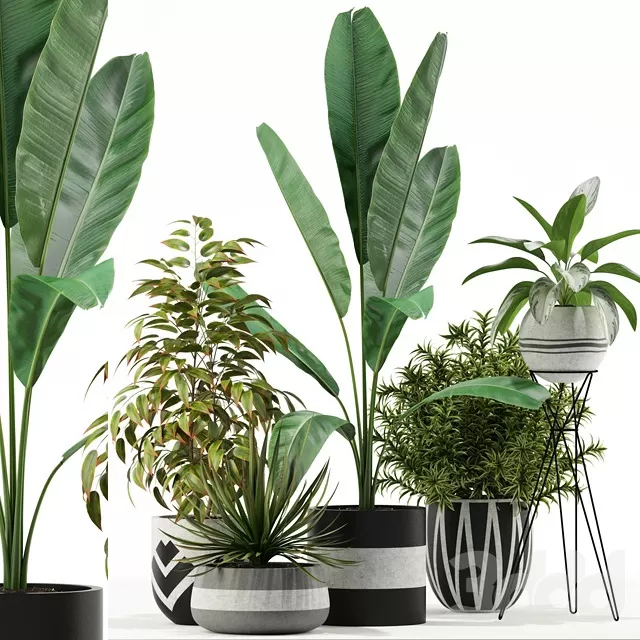 PLANTS – INDOOR – 3D MODELS – FREE DOWNLOAD – 16599 PLANTS – INDOOR – 3D MODELS – FREE DOWNLOAD – 16599