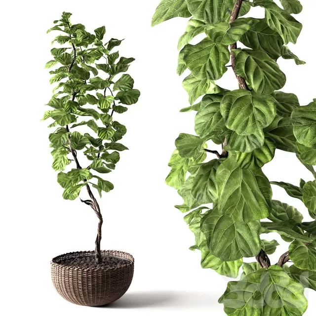 PLANTS – INDOOR – 3D MODELS – FREE DOWNLOAD – 16606 PLANTS – INDOOR – 3D MODELS – FREE DOWNLOAD – 16606