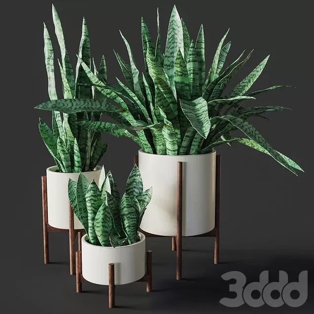 PLANTS – INDOOR – 3D MODELS – FREE DOWNLOAD – 16615 PLANTS – INDOOR – 3D MODELS – FREE DOWNLOAD – 16615