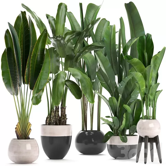 PLANTS – INDOOR – 3D MODELS – FREE DOWNLOAD – 16622 PLANTS – INDOOR – 3D MODELS – FREE DOWNLOAD – 16622