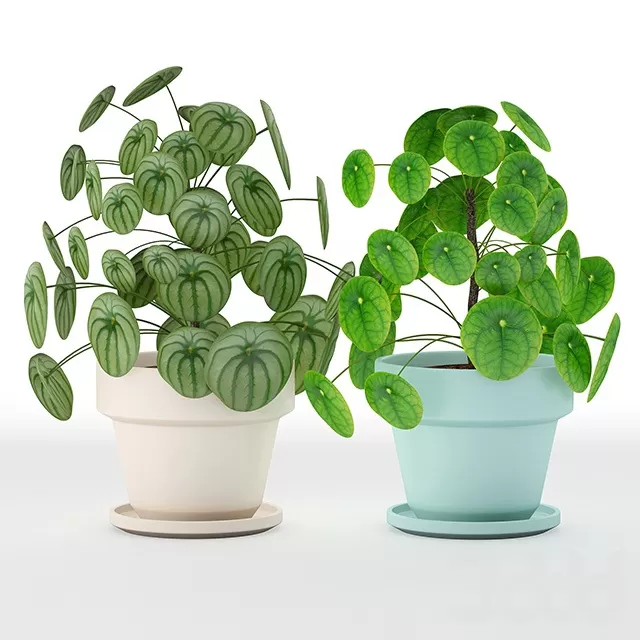 PLANTS – INDOOR – 3D MODELS – FREE DOWNLOAD – 16629 PLANTS – INDOOR – 3D MODELS – FREE DOWNLOAD – 16629