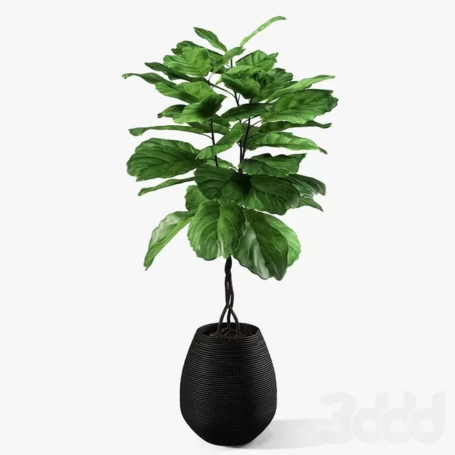 PLANTS – INDOOR – 3D MODELS – FREE DOWNLOAD – 16632 PLANTS – INDOOR – 3D MODELS – FREE DOWNLOAD – 16632
