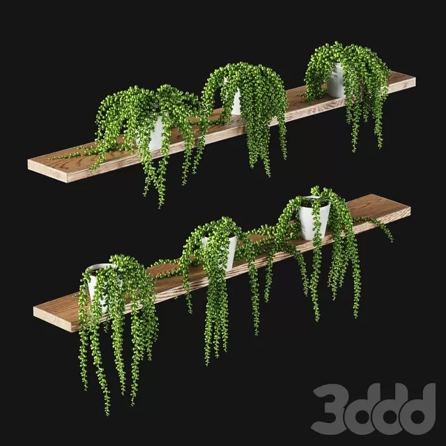 PLANTS – INDOOR – 3D MODELS – FREE DOWNLOAD – 16634 PLANTS – INDOOR – 3D MODELS – FREE DOWNLOAD – 16634
