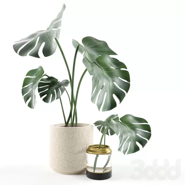 PLANTS – INDOOR – 3D MODELS – FREE DOWNLOAD – 16637 PLANTS – INDOOR – 3D MODELS – FREE DOWNLOAD – 16637